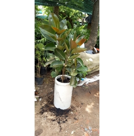 CÂY ĐA BÚP ĐỎ - THIÊN ĐƯỜNG CÂY XANH