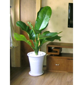 CÂY ĐẠI PHÚ GIA