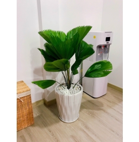 Cây kè Nhật - cây phong thủy