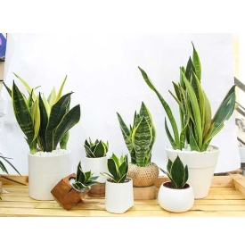 Cây lưỡi hổ - Cây trang trí văn phòng