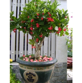 Cây mận giá tốt