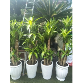 CÂY PHÁT TÀI BỘ