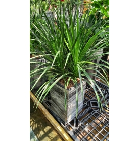 CÂY PHÁT TÀI NÚI 3 NGỌN