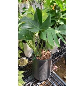 CÂY TRẦU BÀ LÁ XẺ