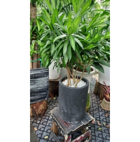 CÂY TRÚC BÁCH HỢP