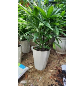 CÂY TRÚC MÂY - THIÊN ĐƯỜNG CÂY XANH