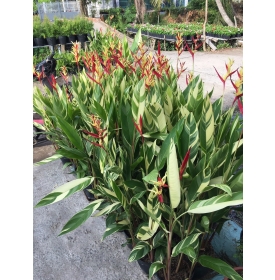 CÂY CHUỐI KÉT THÁI