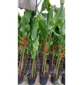 CÂY CHUÔI PHƯỢNG