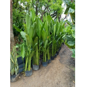 cây chuối mỏ két thái