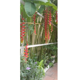 CÂY CHUỐI PHƯỢNG HOÀNG