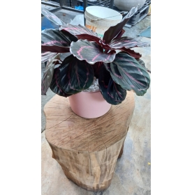 CÂY ĐUÔI CÔNG TÍM