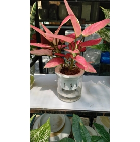 CÂY VẠN LỘC THỦY SINH