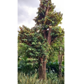 CÂY VÚ SỮA  – THIÊN ĐƯỜNG CÂY XANH