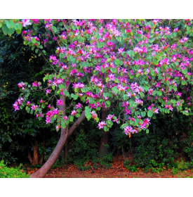 CÂY MÓNG BÒ - THIÊN ĐƯỜNG CÂY XANH