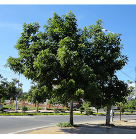 CÂY NGỌC LAN CÂY GIỐNG CHẤT LƯỢNG  – THIÊN ĐƯỜNG CÂY XANH