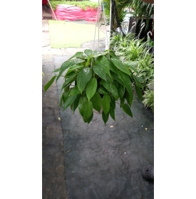 CÂY TRẦU BÀ TỶ PHÚ