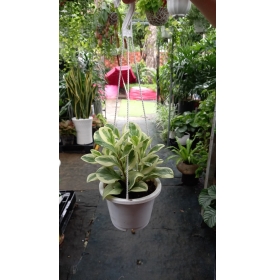 CÂY TRƯỜNG SINH CẨM THẠCH