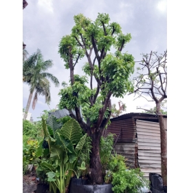 CÂY LỘC VỪNG – THIÊN ĐƯỜNG CÂY XANH