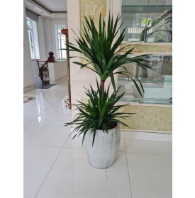 CÂY PHÁT TÀI NÚI