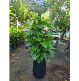 CÂY TRẦU BÀ CỘT