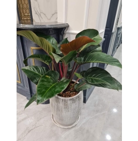 Cây trầu bà đế vương nâu