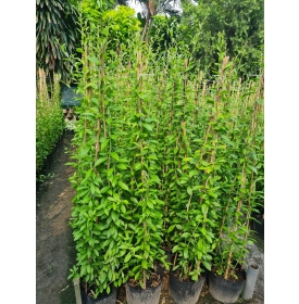 CÂY CÚC TẦN ẤN ĐỘ 