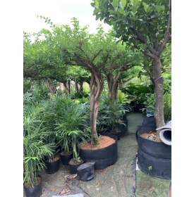 Cây sơ ri - Cây trồng ăn trái