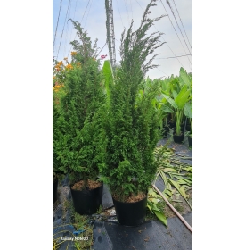 Cây Tùng Búp Hà Nội 