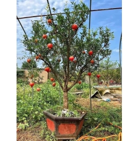 Cây Lựu Đỏ Ấn Độ 