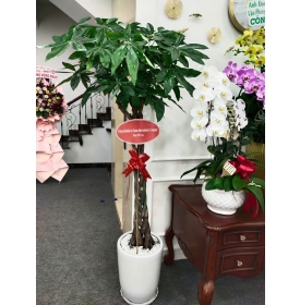 Cây kim ngân phong thủy