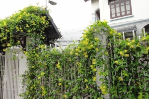 10 loại cây dây leo đẹp, chịu nắng tốt và dễ trồng nhất