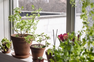 5 bước cơ bản chăm sóc cây cảnh trong vườn luôn xanh tốt