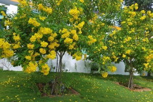 Lý do mà mọi người nên chọn trồng ngay một cây bóng mát