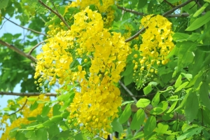 Hướng dẫn chi tiết cách chăm sóc cây bóng mát cho mọi khách hàng