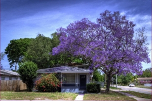 Top 5 loại cây bóng mát trồng trước nhà hợp phong thủy