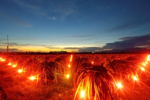 Ánh sáng quan trọng như thế nào với cây trồng?