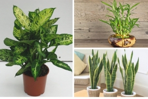 Cách chăm sóc cây cảnh văn phòng