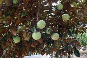 Bạn đã biết cách phân biệt các loại cây bóng mát?