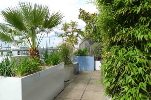 Cần lưu ý những gì khi trồng cây bóng mát cho sân thượng?