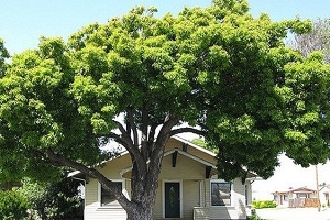 Các yêu cầu khi chọn cây bóng mát cho ngôi nhà bạn