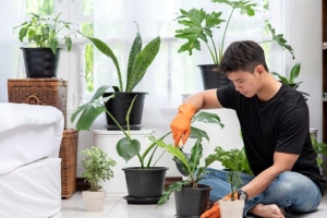 Tuyệt chiêu cách chăm sóc cây cảnh đặt trong nhà