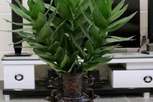 Bật mí cách trồng cây phát tài theo từng giống cây khác nhau