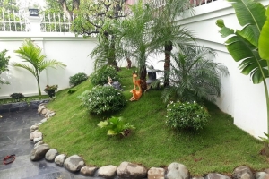 Những cây cảnh mang lại cho không gian sống