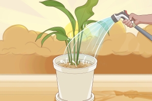 Tưới cây giờ nào tốt, nên tưới vào buổi sáng, trưa hay chiều?