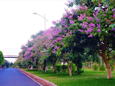 Các yêu cầu khi chọn cây bóng mát cho ngôi nhà bạn