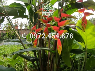 Cây chuối cảnh: ý nghĩa trong phong thủy