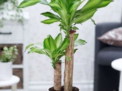 Top 5 loại cây phát tài và ý nghĩa phong thủy