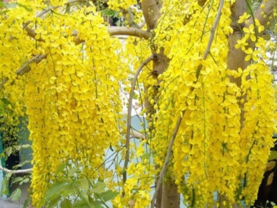 Những loài cây cảnh có hoa vàng rực rỡ thường trồng cho sân vườn