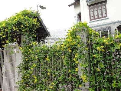 10 loại cây dây leo đẹp, chịu nắng tốt và dễ trồng nhất