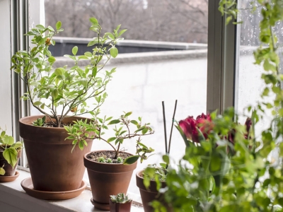 5 bước cơ bản chăm sóc cây cảnh trong vườn luôn xanh tốt